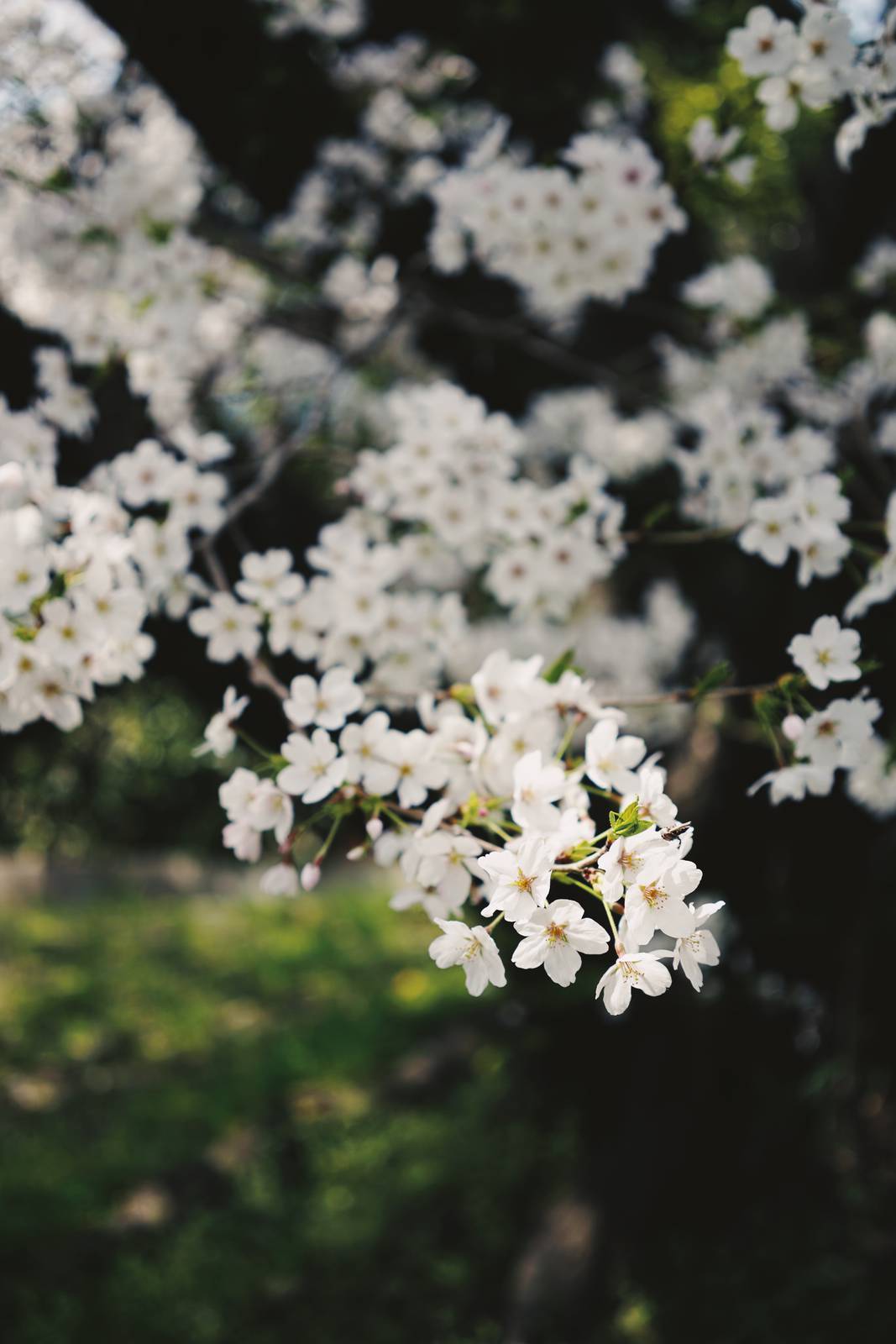 染井吉野（ソメイヨシノ，Prunus × yedoensis ‘Somei-yoshino’）