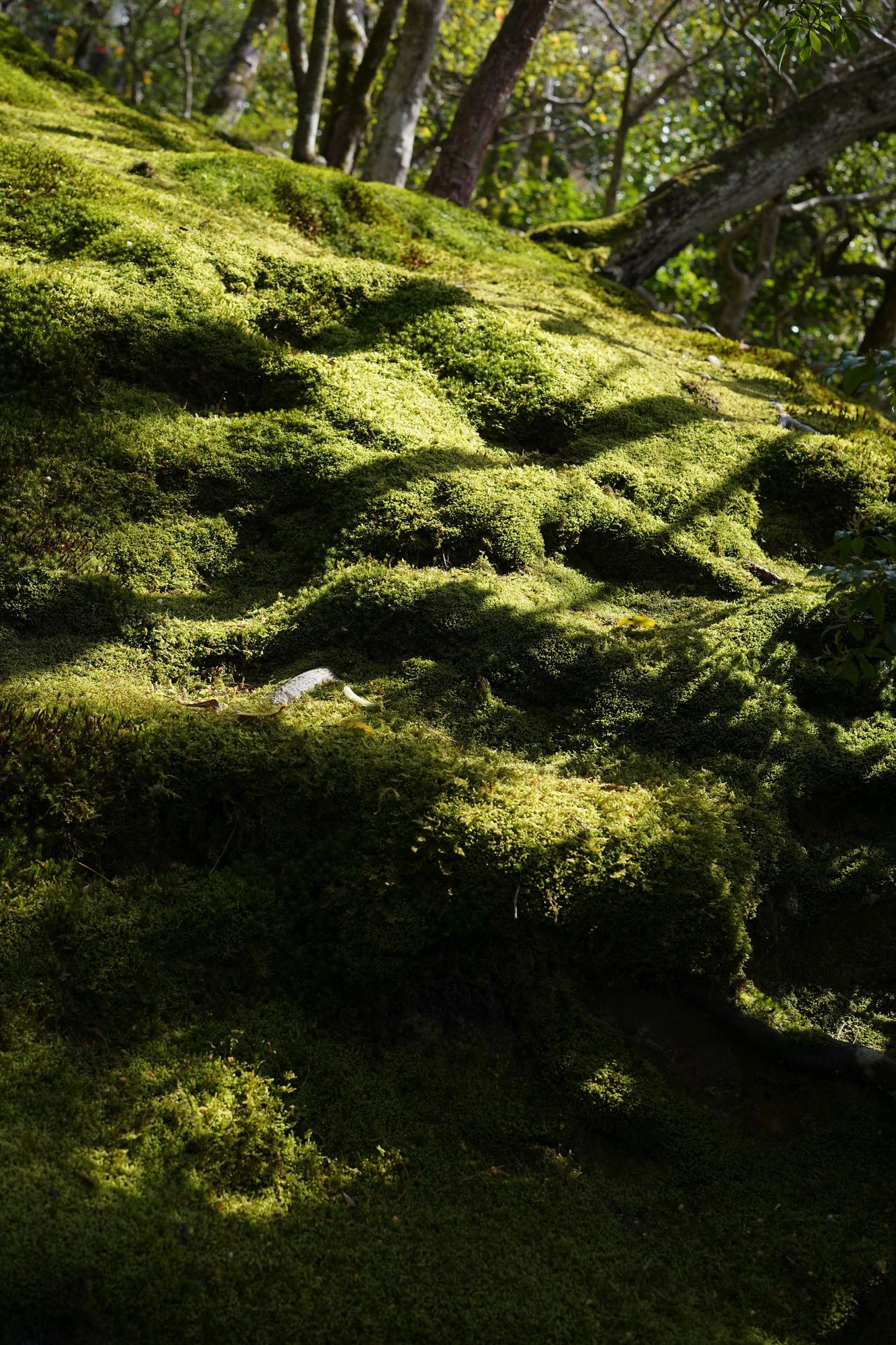 去西芳寺（苔寺）非常麻烦，来银阁寺看看苔藓也不错