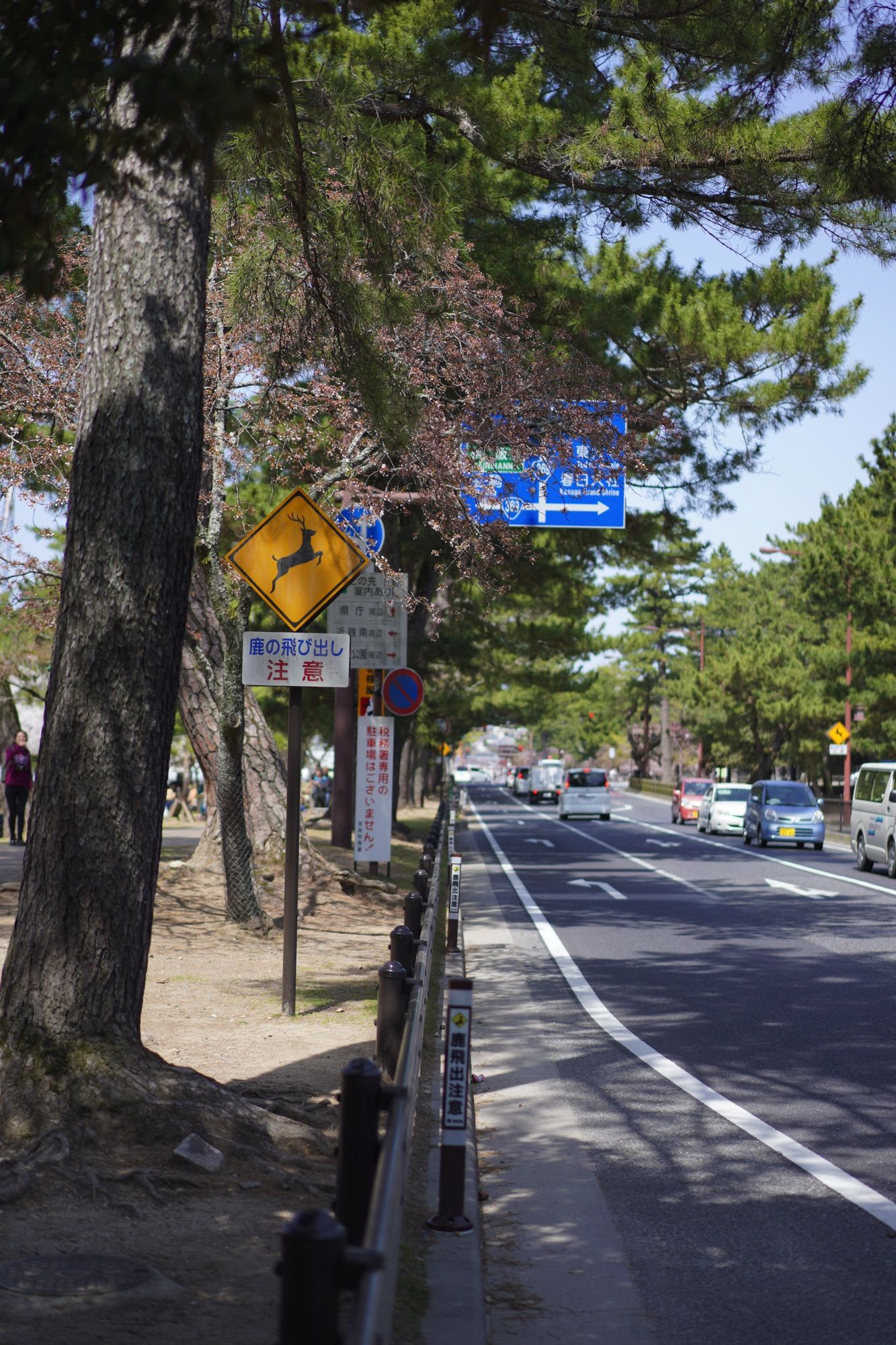 路边「注意鹿跳出」的警示牌