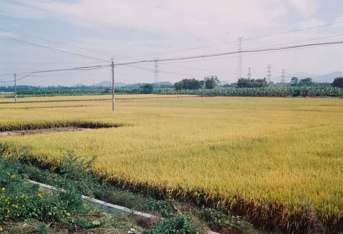 学农去 到广袤的土地去